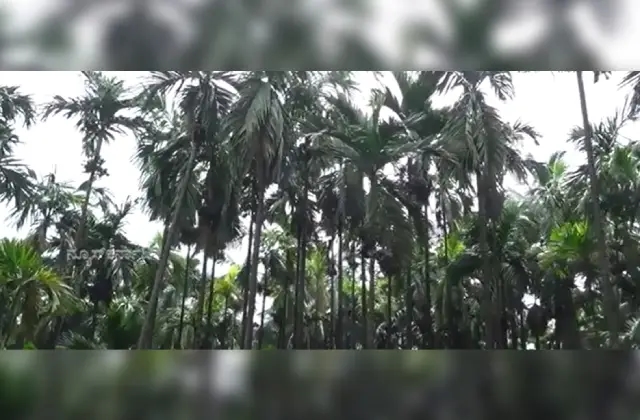 ನಿರೀಕ್ಷಿತ ಮಟ್ಟದಲ್ಲಿಲ್ಲ ಅಡಿಕೆ ಫಸಲು; ಕೊಳೆ ರೋಗದಿಂದ ಕೃಷಿಕರು ಕಂಗಾಲು! - News Karnataka