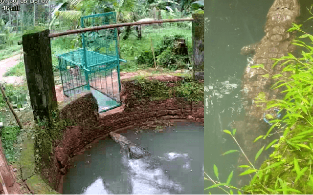 ಬೈಂದೂರು: ಬಾವಿಯಲ್ಲಿ ದಿಢೀರ್ ಮೊಸಳೆ ಪ್ರತ್ಯಕ್ಷ; ಬಿಚ್ಚಿಬಿದ್ದ ಸ್ಥಳೀಯರು - News Karnataka