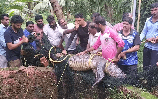 ಬಾವಿಯಲ್ಲಿ ಪ್ರತ್ಯಕ್ಷಗೊಂಡು ಆತಂಕ ಸೃಷ್ಟಿಸಿದ್ದ ಬೃಹತ್ ಗಾತ್ರದ ಮೊಸಳೆ ಕೊನೆಗೂ ಸೆರೆ - News Karnataka