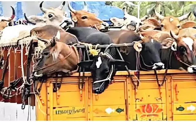 ದಕ್ಷಿಣ ಕನ್ನಡದಲ್ಲಿ ಬಕ್ರೀದ್ ಹಬ್ಬದಂದು ಅಕ್ರಮ ದನ ಸಾಗಣೆ ತಡೆಯಲು ಬಿಗಿ ಭದ್ರತೆ - News Karnataka