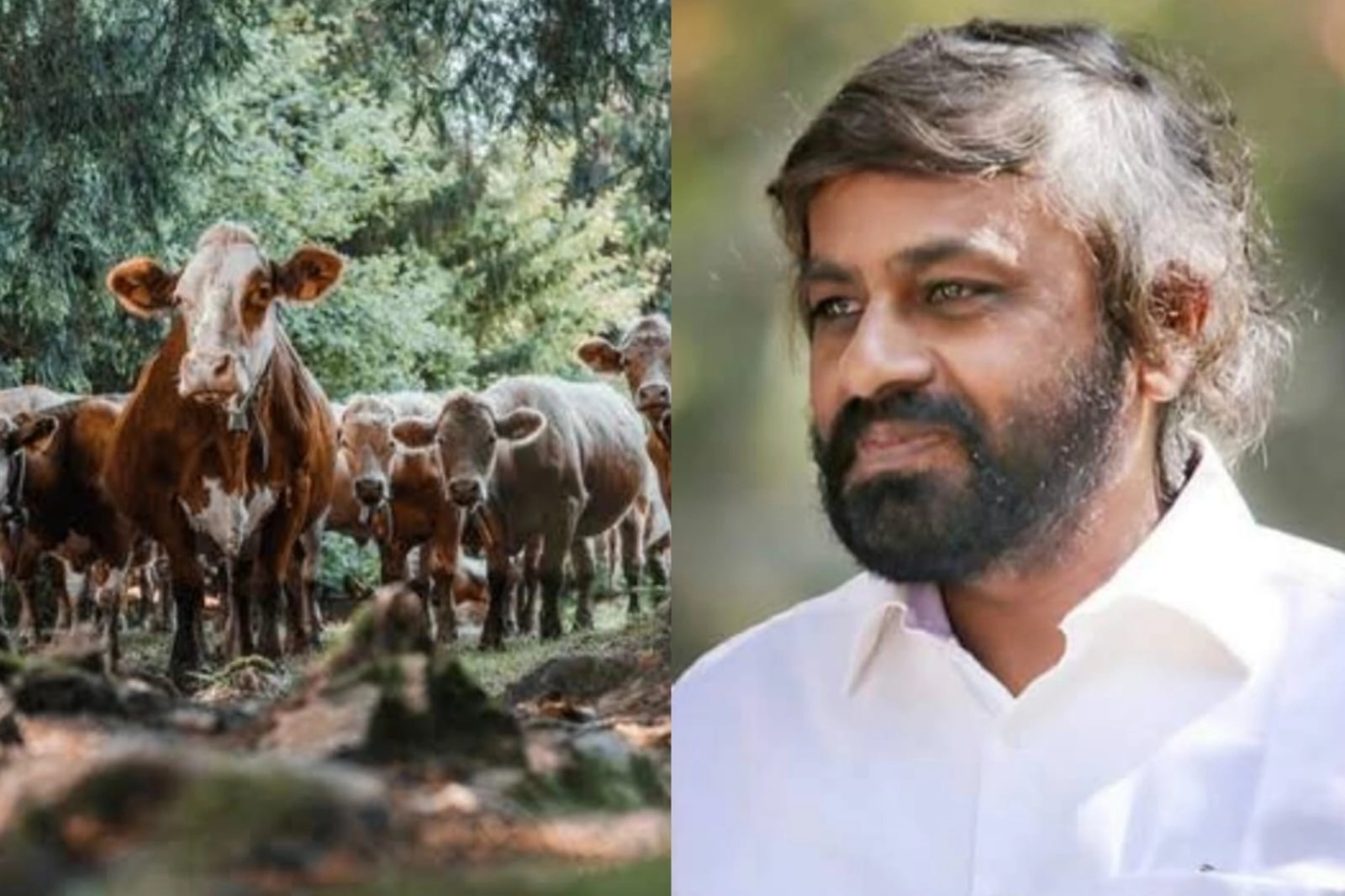 ಅರಣ್ಯ ಪ್ರದೇಶಗಳಲ್ಲಿ ಇನ್ನು ಮುಂದೆ ಹಸು, ಕುರಿ, ಮೇಕೆ ಮೇಯಿಸುವುದು ನಿಷೇಧ! - News Karnataka