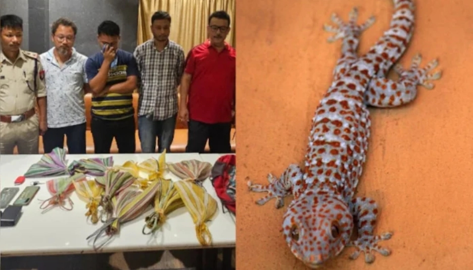 ಅಪರೂಪದ ಹಲ್ಲಿಗಳ ಕಳ್ಳಸಾಗಣೆ: ಮೂವರು ಪೊಲೀಸರ ವಶಕ್ಕೆ - News Karnataka