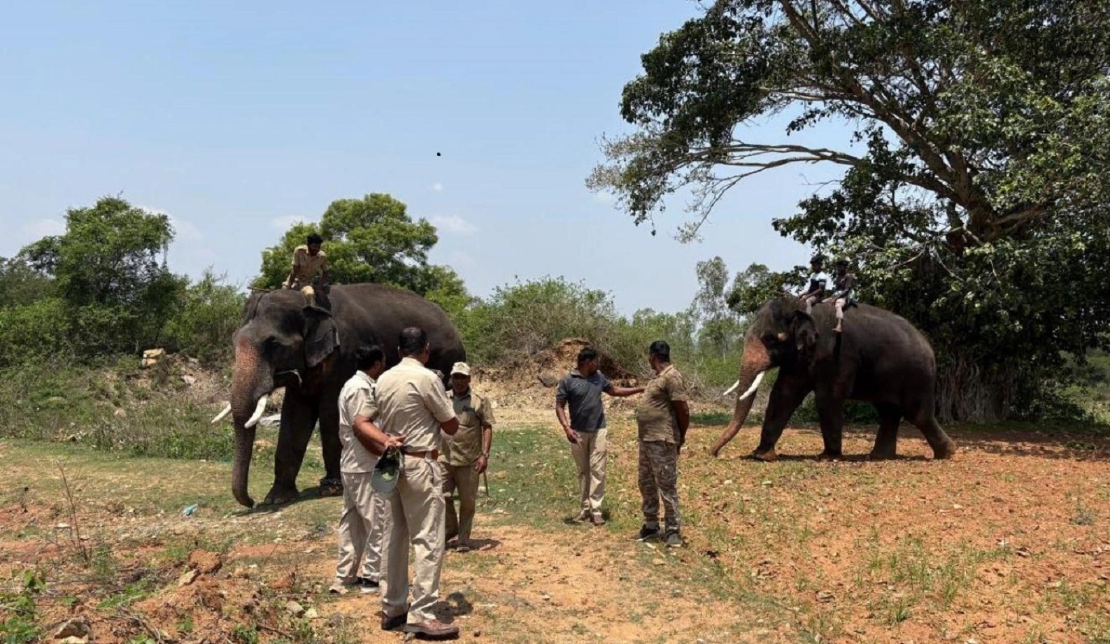 ಮೈಸೂರು : ಮತ್ತೆ ಕಾಣಿಸಿಕೊಂಡ ಹುಲಿ, ಅರಣ್ಯ ಇಲಾಖೆ ಸಿಬ್ಬಂದಿ ಕಾರ್ಯಾಚರಣೆ - News Karnataka