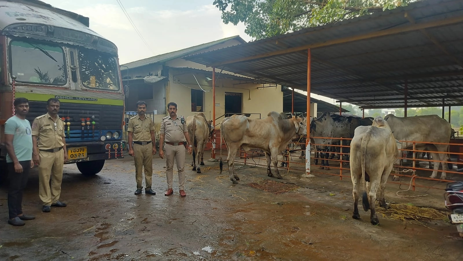 ಸಿಸಿಬಿ ಪೊಲೀಸರ ಕಾರ್ಯಾಚರಣೆ : ಅಕ್ರಮ ಜಾನುವಾರು ಸಾಗಾಟದ ಕಂಟೈನರ್ ವಶ, 24 ಜಾನುವಾರುಗಳ ರಕ್ಷಣೆ..! - News Karnataka