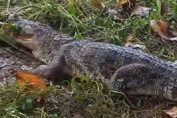 ಮಂಗಳೂರು: ನೆಕ್ಕಿಲಾಡಿ ಕುಮಾರಧಾರ ನದಿ ದಡದಲ್ಲಿ ಮೊಸಳೆ ಪತ್ತೆ - News Karnataka