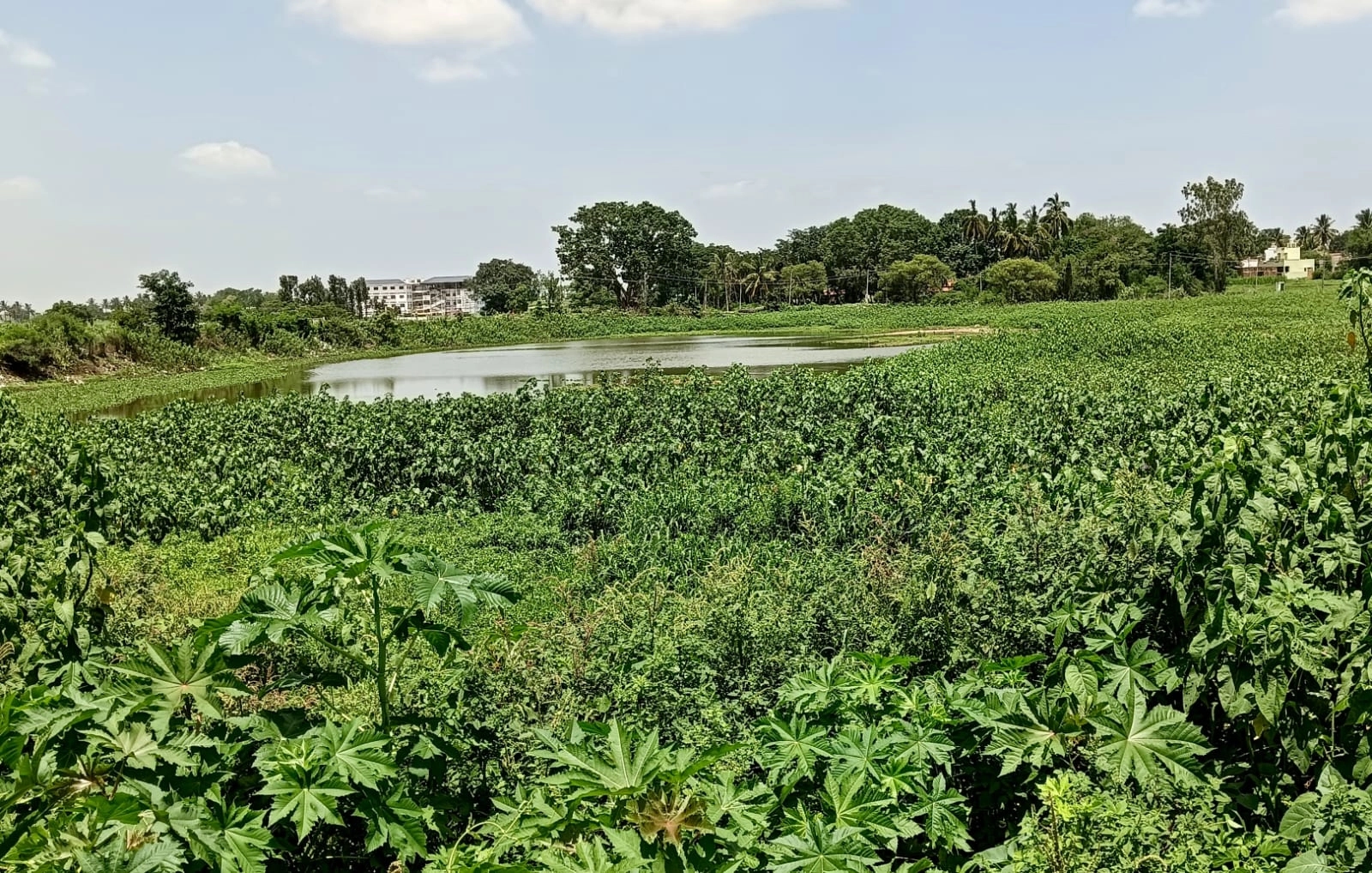 ದೇವಿರಮ್ಮನಹಳ್ಳಿ ಕೆರೆಗೆ ಚರಂಡಿ ನೀರು, ಗಬ್ಬೆದ್ದು ನಾರುತ್ತಿರುವ ಕೆರೆ; ಅಪಾಯದಲ್ಲಿವೆ ಜಲಚರಗಳು..! - News Karnataka