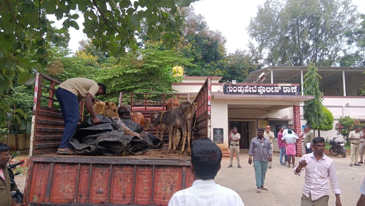ಬೀಡಾಡಿ ದನಗಳ ಸೆರೆ : ಮೈಸೂರಿನ ಪಿಂಜಾರಪೋಲಿಗೆ ರವಾನೆ - News Karnataka