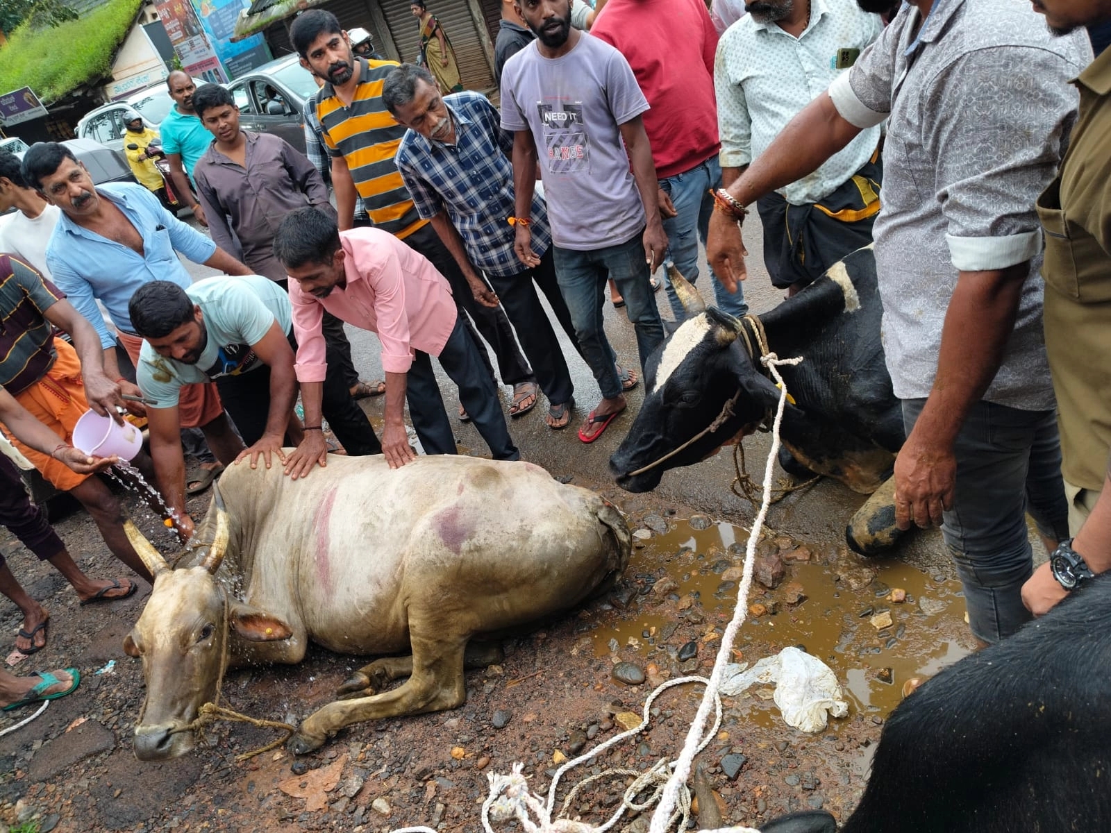 ಅಕ್ರಮ ಗೋ ಸಾಗಾಟ ಪತ್ತೆ; ಓರ್ವ ಪೊಲೀಸರ ವಶಕ್ಕೆ - News Karnataka