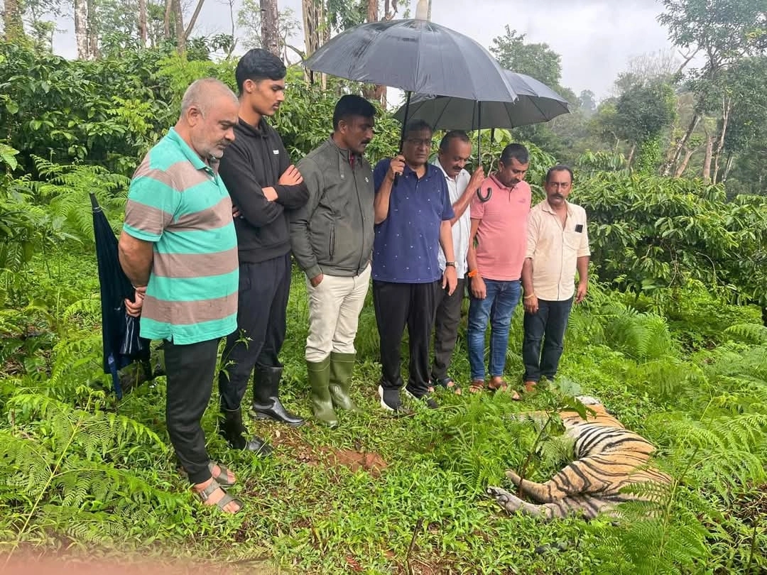 ಕಾಫಿ ತೋಟದಲ್ಲಿ ಹುಲಿ ಮೃತದೇಹ ಪತ್ತೆ! - News Karnataka