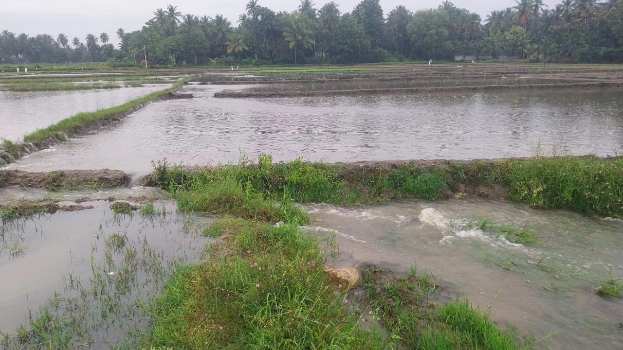 ವರುಣನ ಆರ್ಭಟಕ್ಕೆ ಗದ್ದೆಗಳು ಮುಳುಗಡೆ, ಮುಖ್ಯರಸ್ತೆ ಜಲಾವೃತ! - News Karnataka