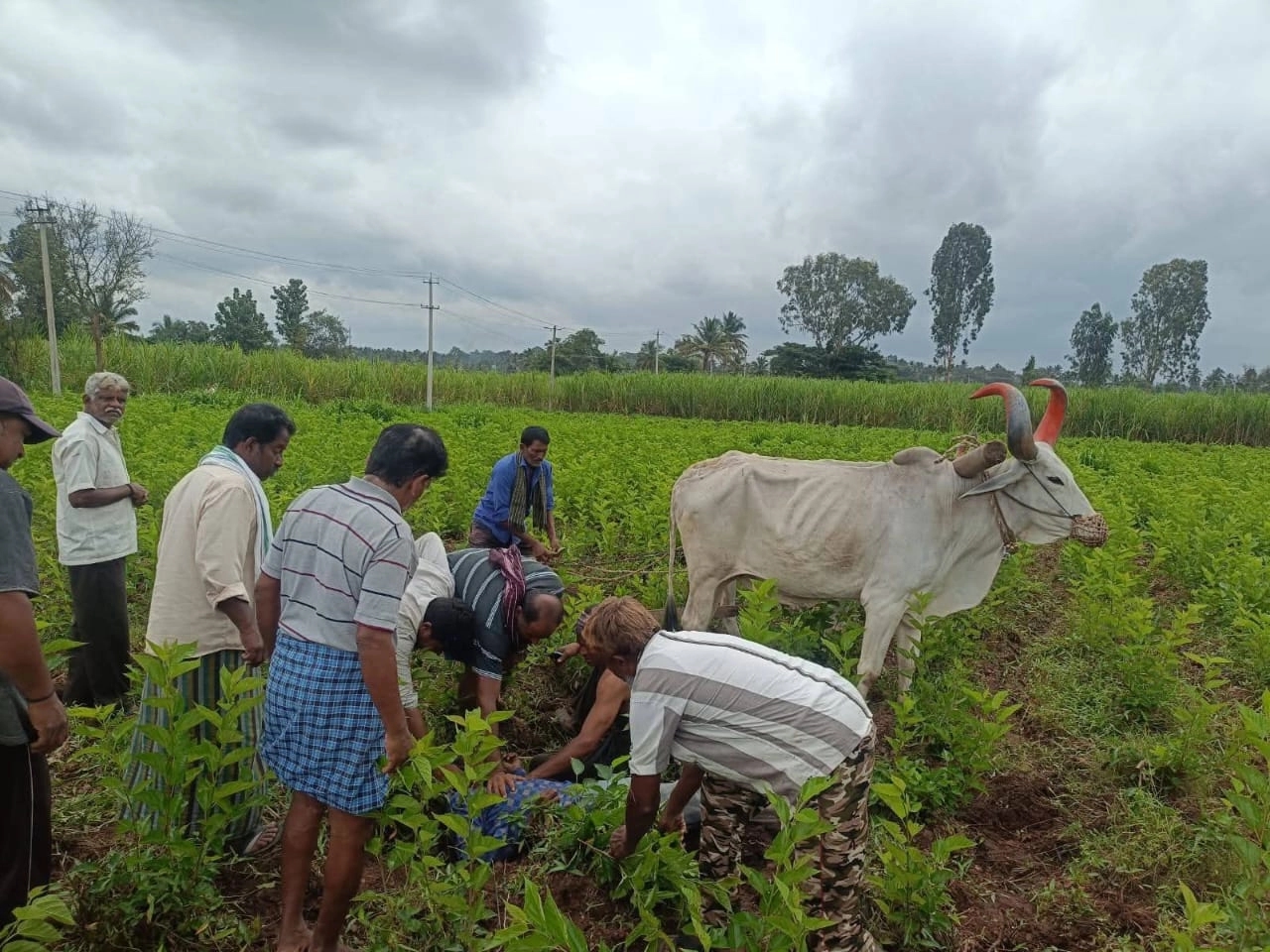 ಜಮೀನಿನಲ್ಲಿ ಉಳುಮೆ ಮಾಡುವ ವೇಳೆ ಹೃದಯಾಘಾತಕ್ಕೆ ರೈತ ಬಲಿ - News Karnataka