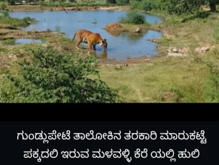 ಹುಲಿ ಬಂದಿದೆ ಎಂದು ನಕಲಿ ದೃಶ್ಯಗಳನ್ನು ವೈರಲ್ ಮಾಡುತ್ತಿರುವವರ ವಿರುದ್ಧ ಸೂಕ್ತ ಕ್ರಮ - News Karnataka