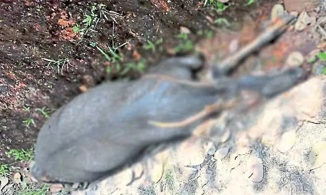 ಸುಳ್ಯ: ಪಾನತ್ತಿಲದ ರಸ್ತೆ ಬದಿಯಲ್ಲಿ ಕಡವೆಯ ಮೃತದೇಹ ಪತ್ತೆ! - News Karnataka