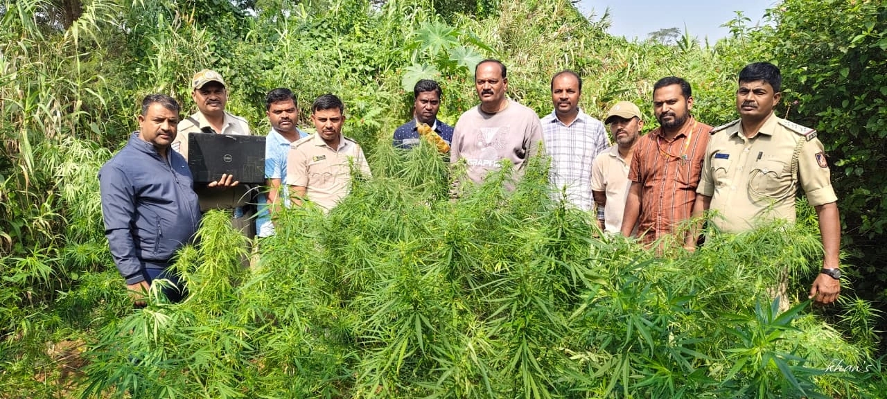 ಜಮೀನಿನಲ್ಲಿ ಗಾಂಜಾ ಬೆಳೆ; ಓರ್ವನ ಬಂಧನ! - News Karnataka
