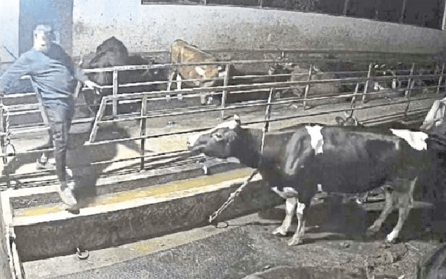 ಕುಂದಾಪುರ: ಕಮಲಶಿಲೆ ದೇವಸ್ಥಾನದ ಗೋಶಾಲೆಯಲ್ಲಿ ಗೋ ಕಳವು ಯತ್ನ ! - News Karnataka