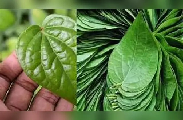 ವೀಳ್ಯದೆಲೆಯಲ್ಲಿ ಅನೇಕ ರೀತಿಯ ಔಷಧೀಯ ಗುಣಗಳಿವೆ! - News Karnataka