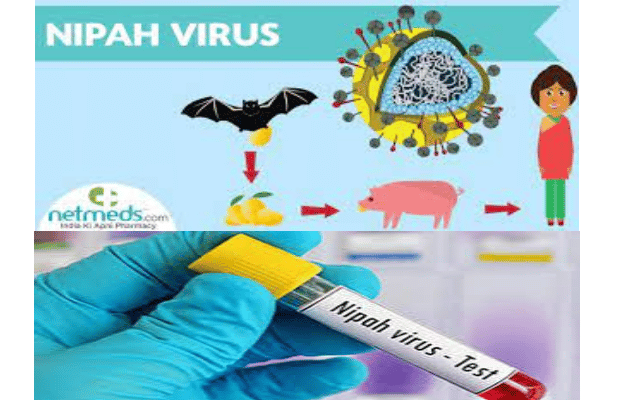 Nipha Virus