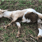 Goat dies of electrocution, major mishap averted