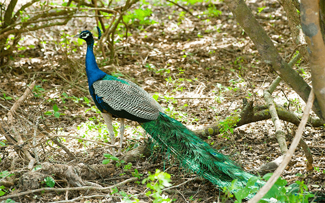 V.J. Minchu, a resident of Mysuru, who adopted a zoo peacock