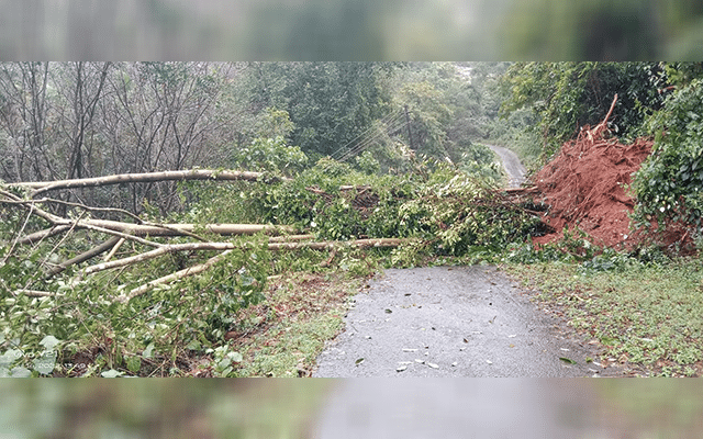 Seven electric poles, including a transformer, were damaged after a huge tree fell on them.