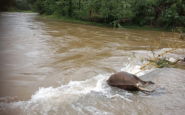 Belthangady: Body of cattle found floating in Netravathi river