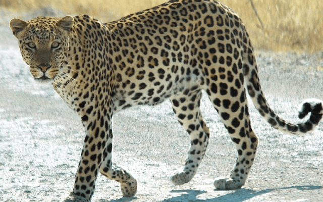 Belagavi: Leopard spotted in city, 22 schools declared closed