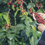 State govt agrees to frame rules for coffee plantation encroachment revenue land lease