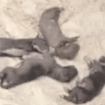 UP woman throws nine puppies into pond