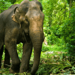 Belur: One killed in wild elephant attack
