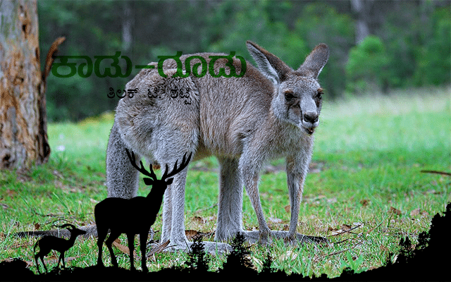 Kangaroo: The only animal that uses hopping as a means of movement