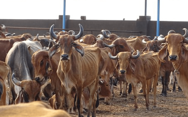 Mangaluru: Cattle left for grazing stolen