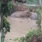 Three wild elephants fall into lake in Ajjavar