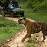 Chamarajanagar: Safari ban in Bandipur