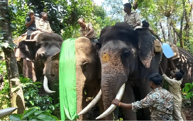 Forest department to install radio collars for three elephants