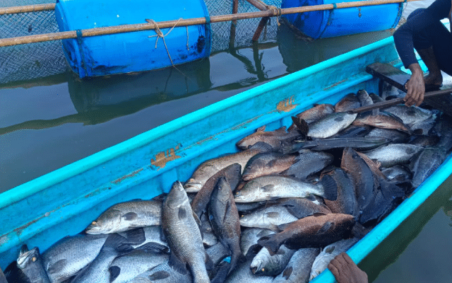 Kundapur: Chandra Kharvi achieves feat in cage fish farming