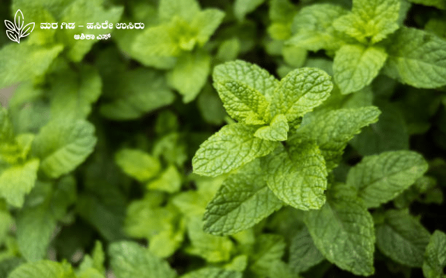 Here's an easy way to grow mint