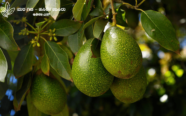 Here's some information about the avocado crop