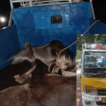 Bajrang Dal activists rescue cattle