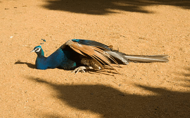 Peacock dies of electrocution