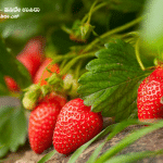 Here's some information you have about the strawberry crop