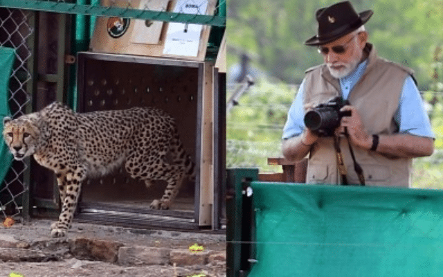 Prime Minister Narendra Modi holds high-level meeting over the death of cheetahs