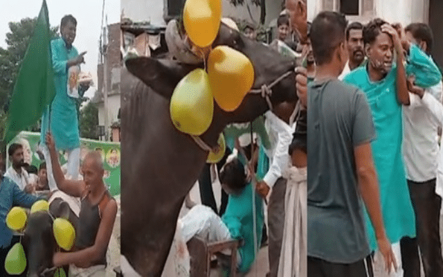 Leader climbs bull for party's foundation day celebrations