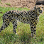 male cheetah died