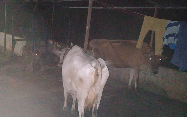 Four arrested for non-violent cattle smuggling in three pick-up vehicles