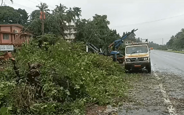 Tree falls on highway at Kapu Uzhiyaragoli Rahe 66, damages electric poles
