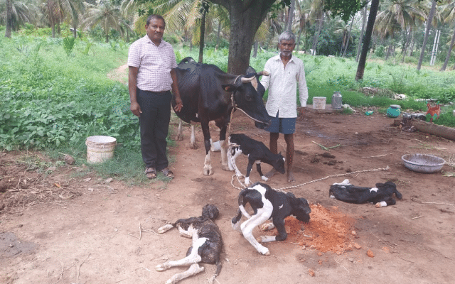 Tumakuru: Cow gives birth to four calves