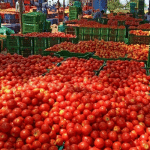 kolar tomato laden