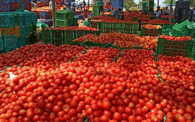 kolar tomato laden