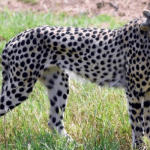 Another cheetah dies in Kuno National Park