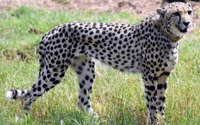 Another cheetah dies in Kuno National Park